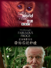 大自然：爱登保罗爷爷带你看绝妙的蛙