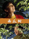 西瓜樹