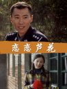 戀戀蘆花