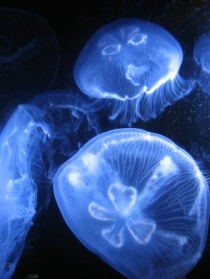 想要變成水母