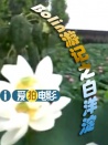 博林游记之白洋淀（上）