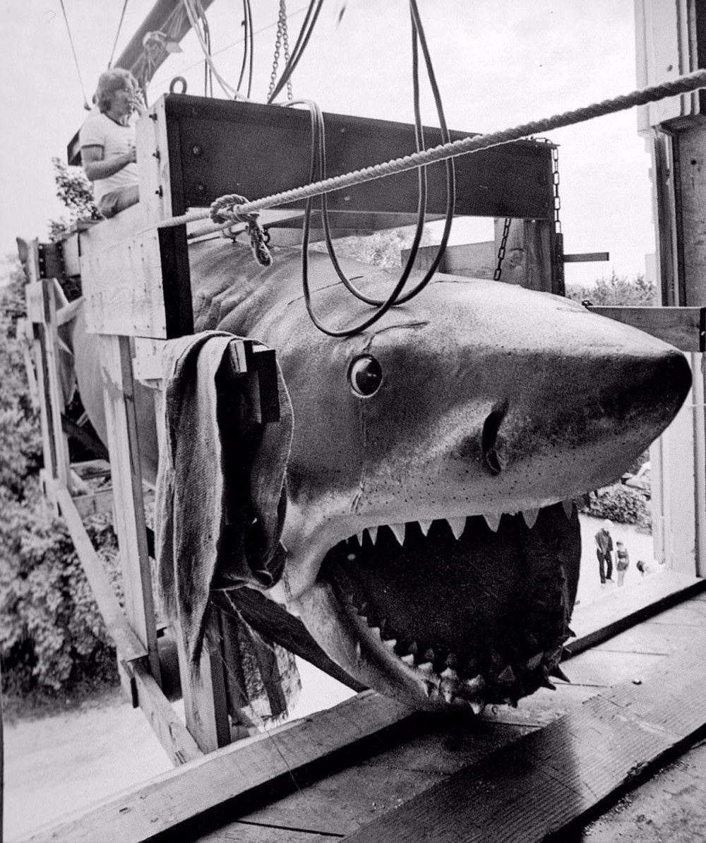 揭秘:斯皮尔伯格那条大白鲨,它肯定吓过你!