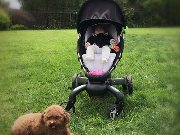 章子怡微博晒闺女照片 一个宝宝一个汪超温馨