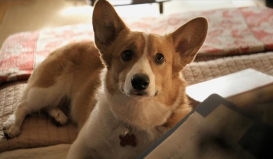 一条狗的使命完整版高清国语版免费