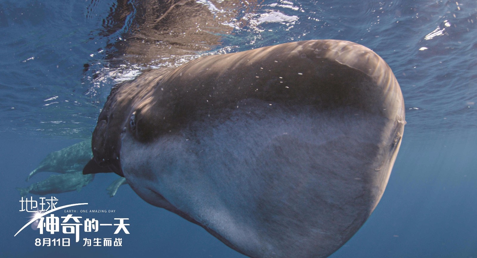 《地球:神奇的一天》编剧严歌苓手写寄语送祝福_好莱坞_电影网_1905.com