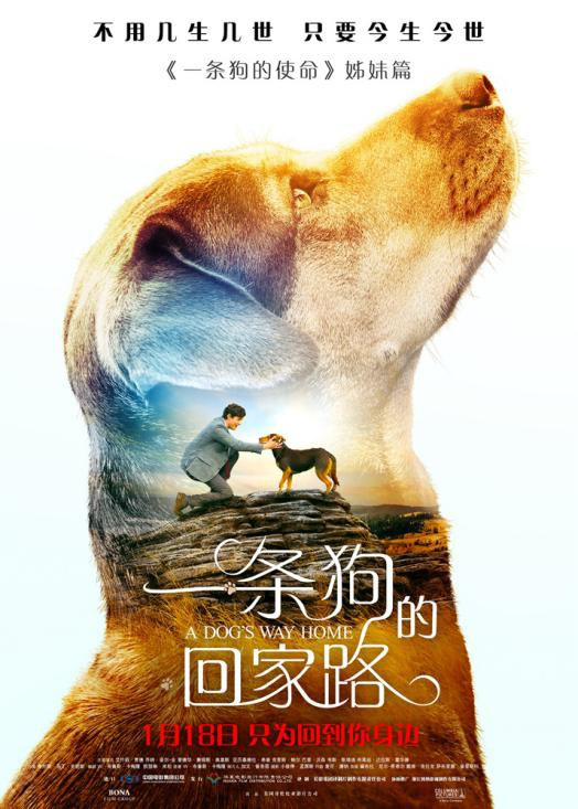 《一条狗的回家路》救助流浪动物 霍思燕现身活动