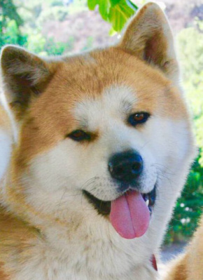 莱拉