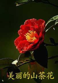 美丽的山茶花