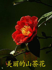 美丽的山茶花