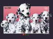 102斑點(diǎn)狗    102壁紙