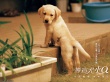 导盲犬小Q壁纸