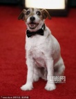 提名电影《艺术家》亮相 狗狗演员uggie凑热闹
