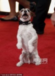 提名电影《艺术家》亮相 狗狗演员uggie凑热闹