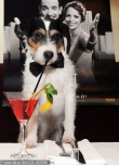 《藝術(shù)家》小狗出盡風(fēng)頭 “Uggie”柏林拍寫真