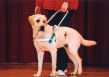 导盲犬小Q