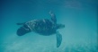 隨波逐流