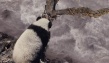 熊猫回家路