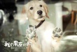 《我的男友和狗》曝终极预告 结尾泪点HOLD不住