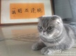 Angelababy抱猫咪卖萌 眼睛超大遭吐槽：修过了