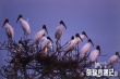 《亞馬遜萌猴奇遇記》新預告 揭秘動物大咖海選