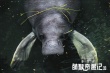  《萌猴奇遇記》曝劇情預(yù)告 旨在感受真實(shí)自然