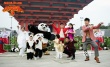 《功夫熊猫3》展神功 携邹市明轩轩组太极军团