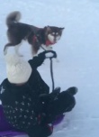首富的兒子好會(huì)玩！王思聰坐雪橇愛(ài)犬綁繩子拉