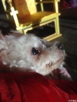 劉曉慶愛犬