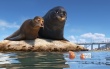 《海底总动员2》定档6月17日 宁泽涛出任中国大使