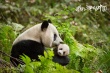 《我們誕生在中國》曝預(yù)告片 陸川執(zhí)導(dǎo)定檔暑期