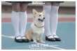 《一條叫王子的狗》發(fā)布“倒影”海報 定檔9?15