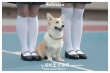 一條叫王子的狗