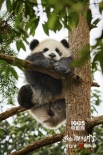 《我们诞生在中国》幕后花絮:拍摄过程奇迹频生