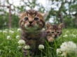 岩合光昭的猫步走世界