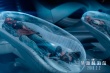 《莫斯科陷落》曝角色海報 外星BOSS展超強戰(zhàn)斗力