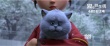 《猫与桃花源》再曝冒险版海报  只为少年梦想