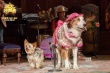 《萌犬好声音》明日上映 有谁还会被一只小狗治愈