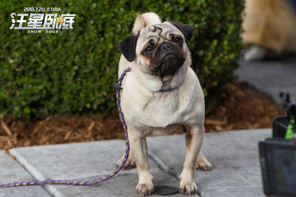 蠢萌巴哥犬sprinkle