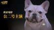 《營救汪星人》“個狗介紹”上線 踢踏舞實力搶鏡