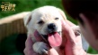 《营救汪星人》发起“爱犬行动” 公益行为获盛赞