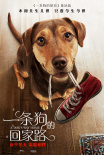 一條狗的回家路