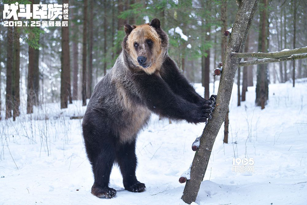 《战斗民族养成记》明日开启 中俄“提亲战”揭幕