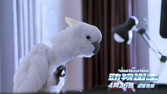 《动物出击》曝萌宠集结海报 历险大电影预热五一