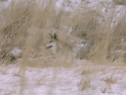 真的学到了！原来这就是狼的生活习性！