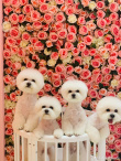 爱犬也要有！除了声音商标李佳琦为奈娃申请商标