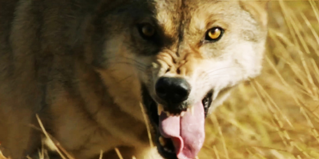 与中国电影界积极沟通的金基德 会喜欢《狼图腾》吗？