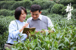 感受千年茶文化的魅力！電影《龍井》定檔8月27日