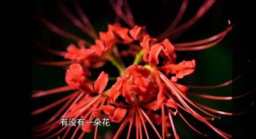 抖音迎來倍速播放，快節(jié)奏下的創(chuàng)作困境與破局（2349期）
