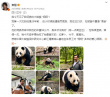 太有爱了！费翔晒与领养的“哈基米”大熊猫翔翔合影
