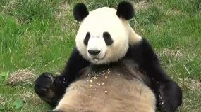为什么要给大熊猫做体能训练？